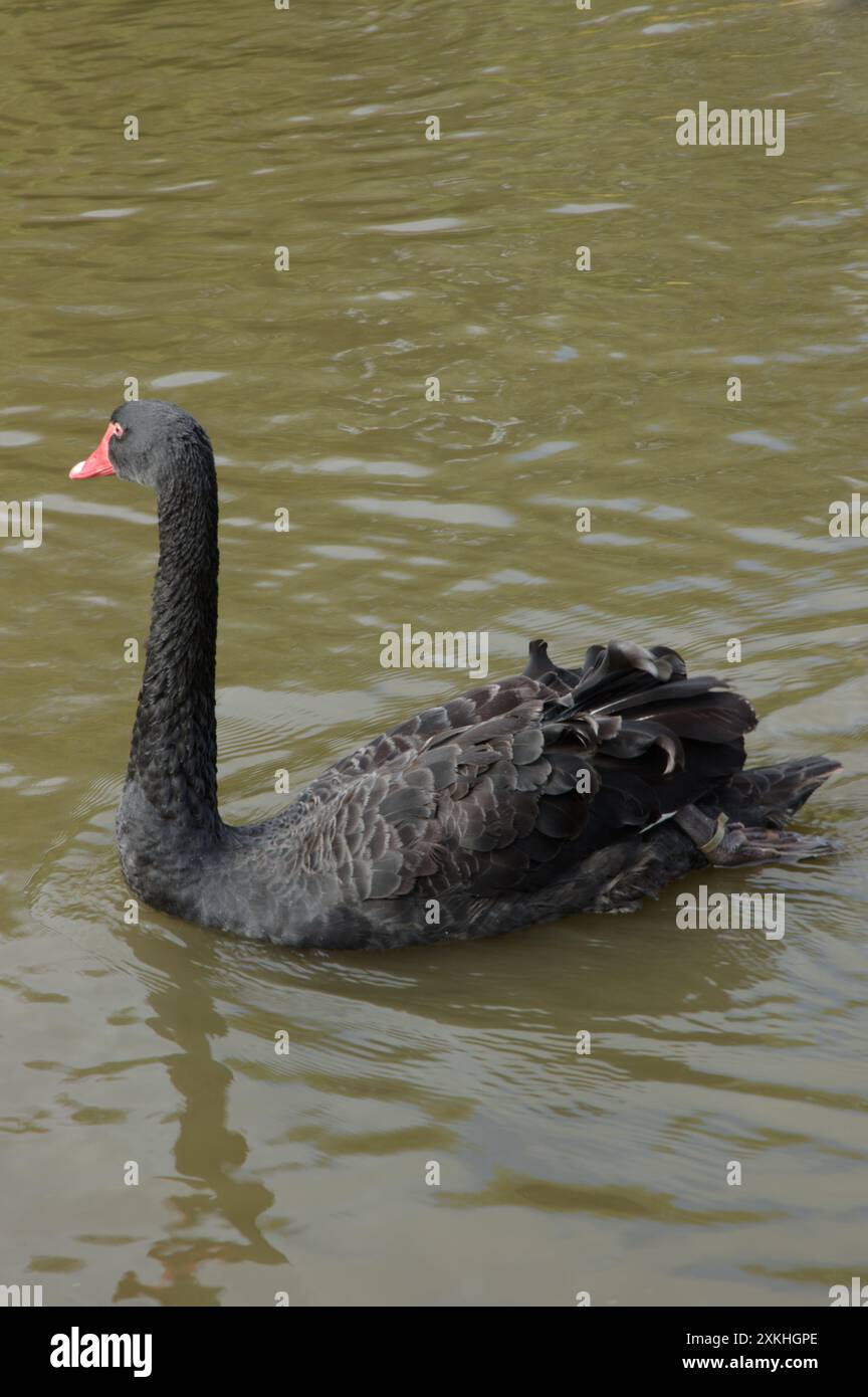 Black Swan beim Wildfowl and Wetlands Trust, Slimbridge, Gloucestershire, Großbritannien Stockfoto