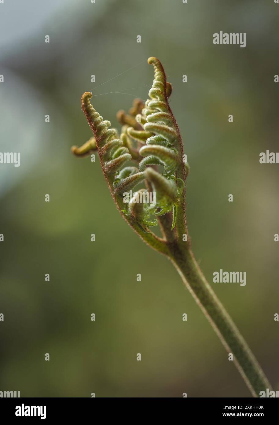 Nahaufnahme der Öffnung der Blätter eines Farns im Sonnenlicht. Es ist eine Zange oder V-förmig. Selektiver Fokus. Stockfoto