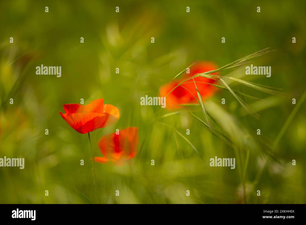 Unschärfe Landschaft von Mohnblumen mit Weizenzweigen auf der Wiese. Stockfoto