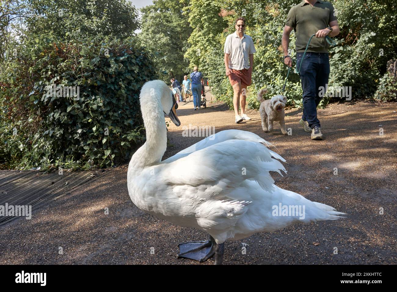 Hund an der Leine in der Nähe eines stummen Schwans, da er sich der Besitzer für Wildtiere und Tiere bewusst ist. England. UK. Bewusstsein für Wildtiere Stockfoto