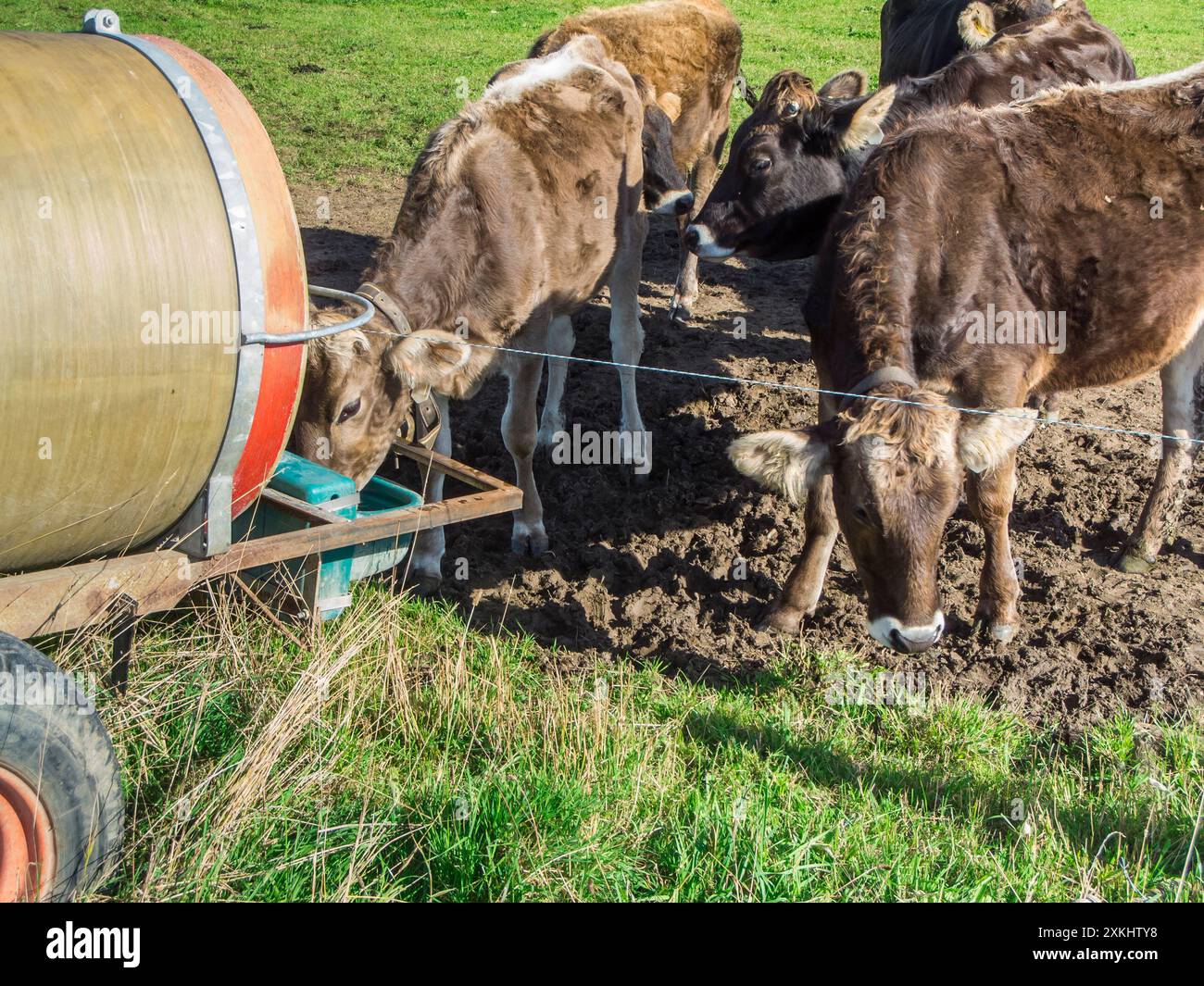 Mittelgroßer Schuss einer kleinen Gruppe brauner Milchkühe draußen am Wassertank. Stockfoto