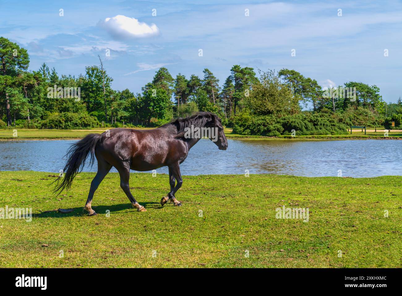 Dunkelbraunes, kastanienfarbenes Pony von Water New Forest Park Hampshire England UK Stockfoto