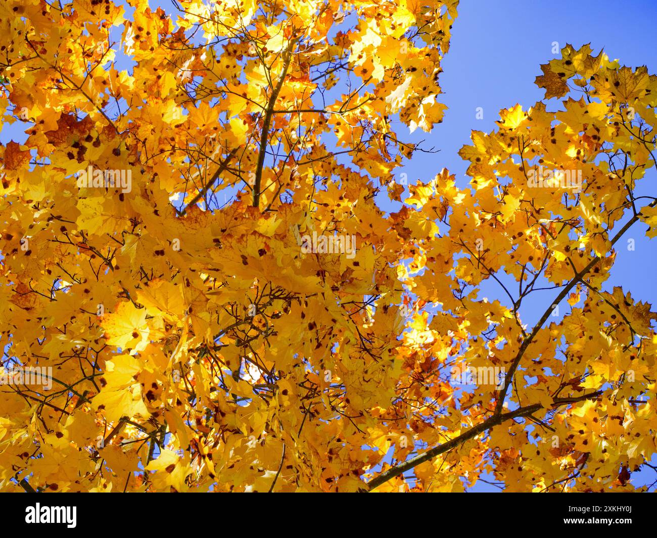 Helle Blätter, Himmel, Äste, ruhige Atmosphäre, Herbstsaison. Stockfoto