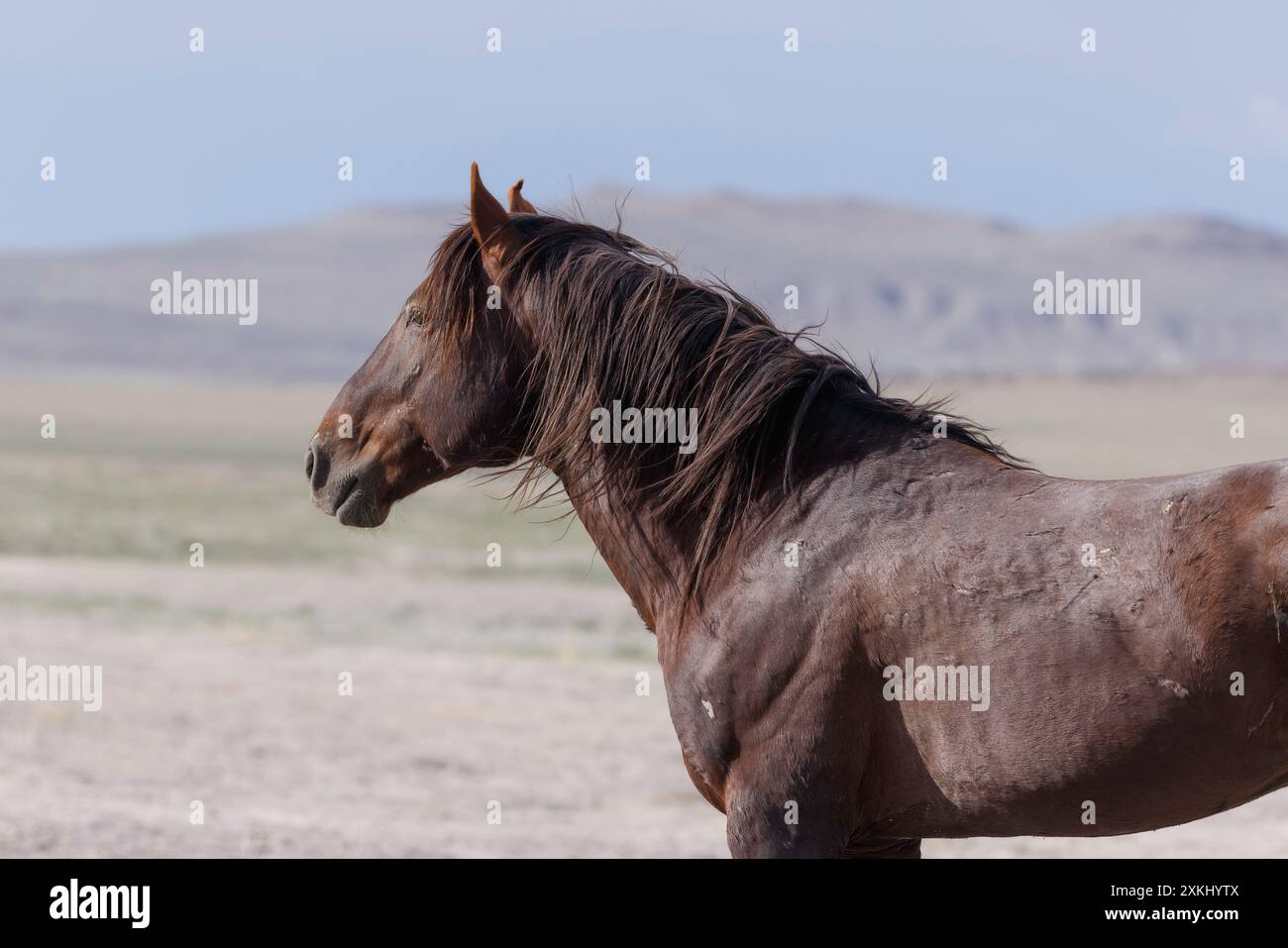 Die Wildpferdeherde des Onaqui Mountain hat eine leichte bis mittelschwere Struktur und ist in Farben wie Sauerampfer, roan, Buchleder, Schwarz, Palomino, und grau. Stockfoto