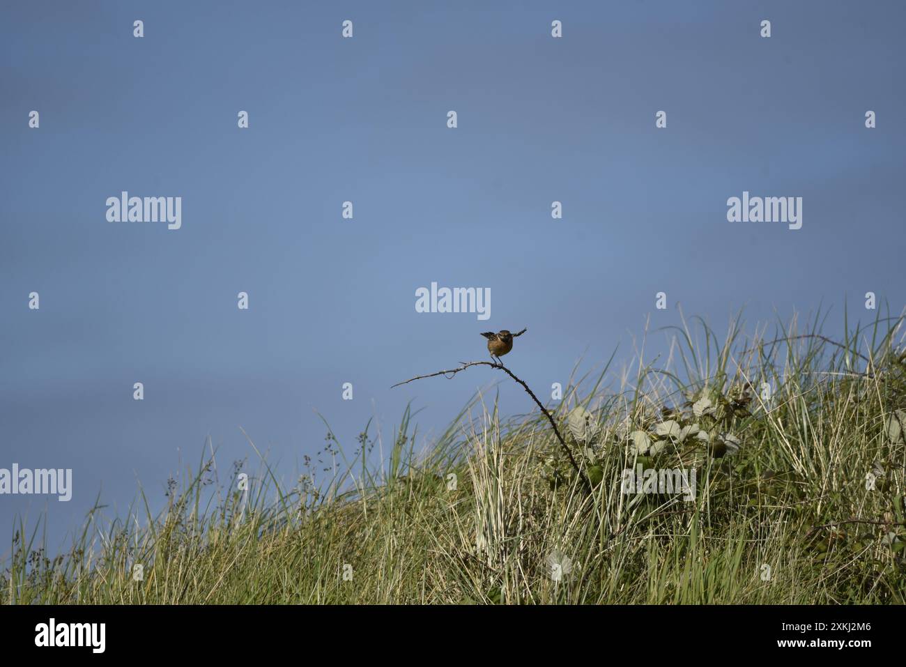 Fernansicht eines männlichen Eurasischen Stonechat (Saxicola torquata), der gerade mit Flügeln auf der Isle of man gelandet ist Stockfoto