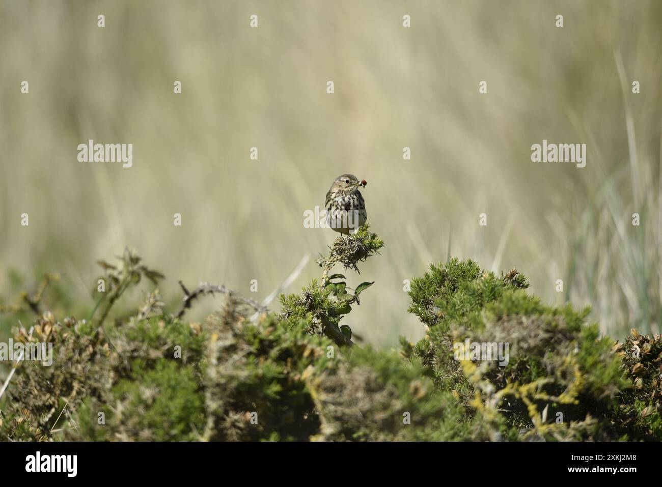 Meadow Pipit (Anthus pratensis) thronte auf Scrub Bush, mit dem Kopf nach rechts gedreht, mit einem Marienkäfer im Schnabel, eingenommen auf der Isle of man Stockfoto