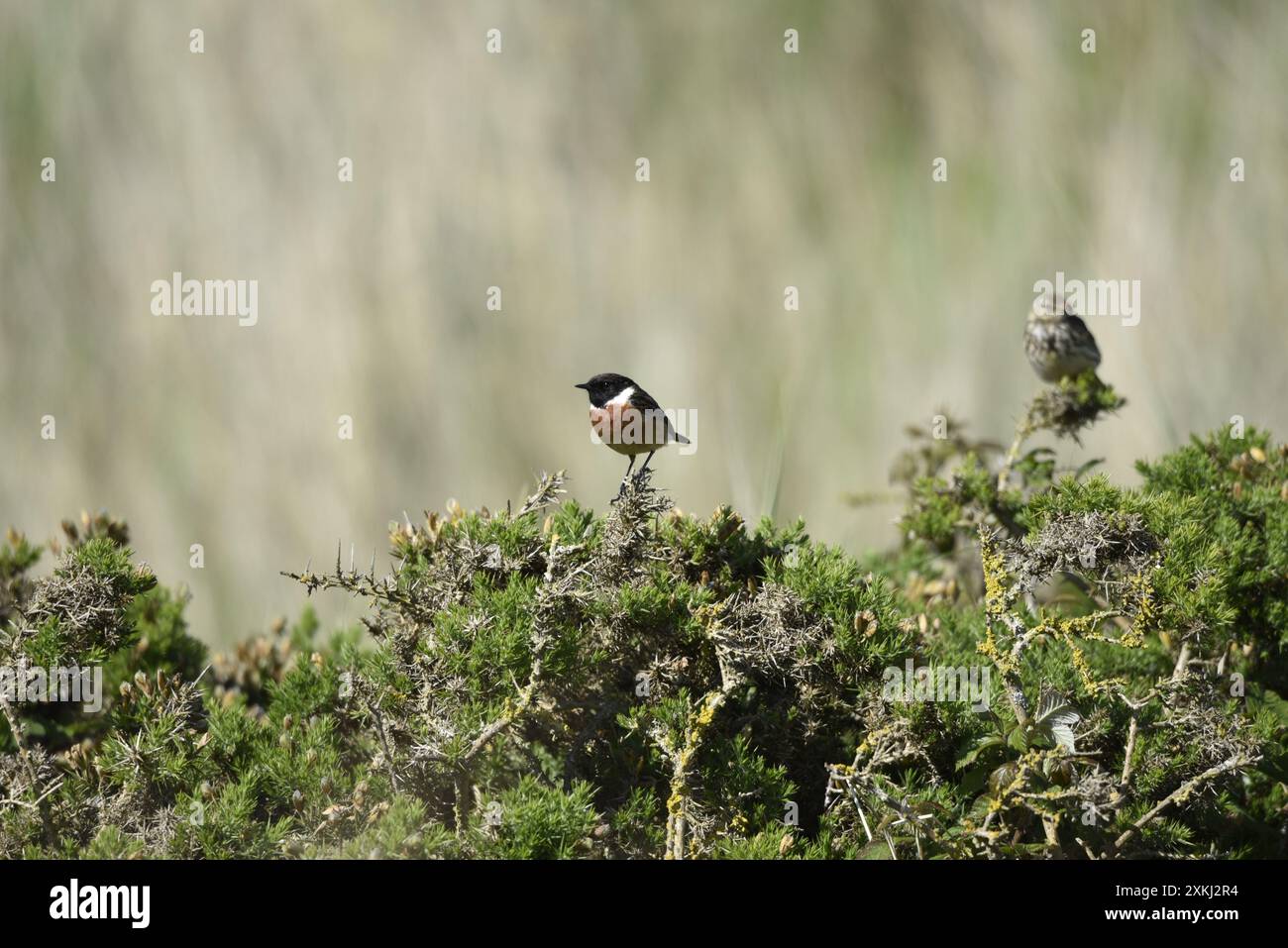 Männlicher Eurasischer Stonechat (Saxicola torquata), der im linken Profil auf einem Scrub Bush thront, mit einer Wiese Pipit im Hintergrund, aufgenommen in Großbritannien Stockfoto