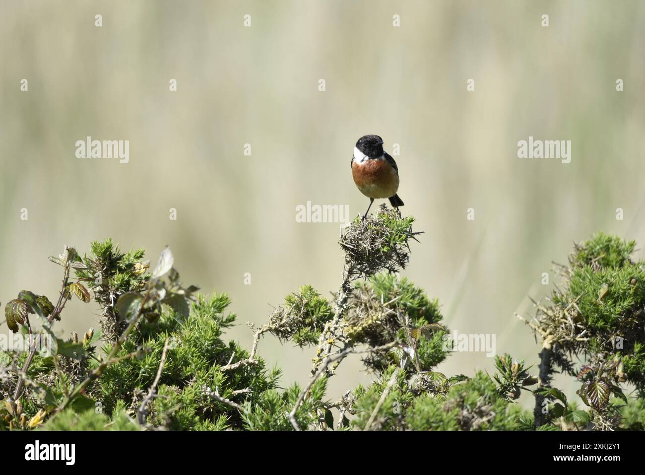 Bild eines männlichen Eurasischen Stonechats (Saxicola torquata), der auf einem Busch thront, etwas rechts vom Bild, Blick in Richtung Kamera mit sonnendurchleuchtetem Auge, Großbritannien Stockfoto