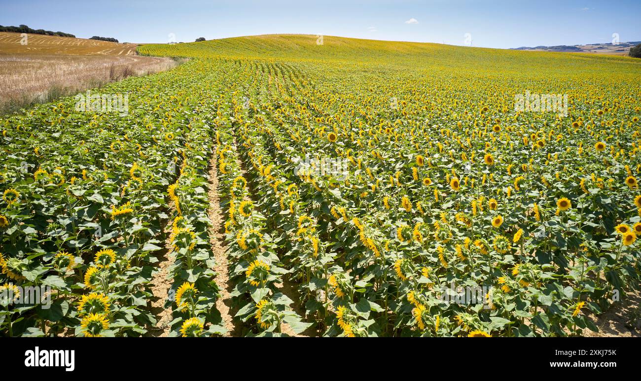 Sonnenblumenfeld erstreckt sich bis zum Horizont in Oteiza, Navarra, unter einem hellblauen Himmel. Stockfoto