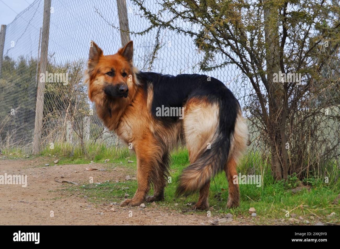 Wunderschöner junger deutscher Hirte in einer ländlichen Gegend Stockfoto