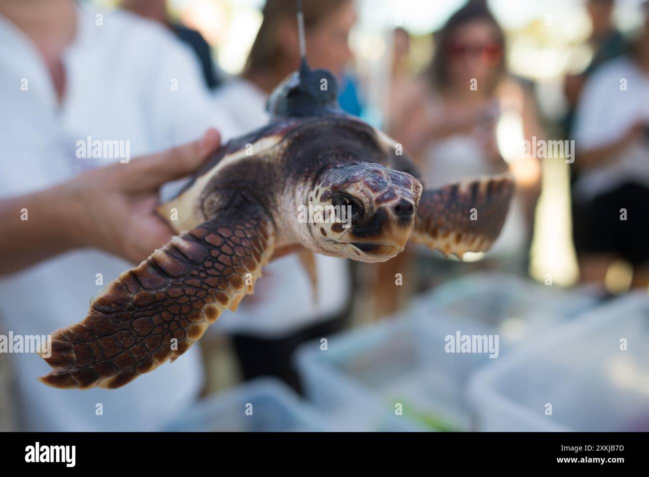 Eine Karettschildkröte (Caretta caretta) wird gesehen, bevor sie am Strand von Puerto Banus freigelassen wird. 2023 schlüpften an einem Strand in Marbella insgesamt 59 Schildkröteneier (Caretta caretta). Das ganze Jahr über kümmerten sich die Mitglieder der Managementzentren der andalusischen Meeresgebiete um die Schildkröteneier, um deren Erhaltung und Wachstum zu erleichtern und sie für die Freisetzung ins Meer vorzubereiten. Einige der Schildkröten waren mit einem Satellitensystem ausgestattet, das eine Überwachung ihrer Reise auf See ermöglicht. Stockfoto