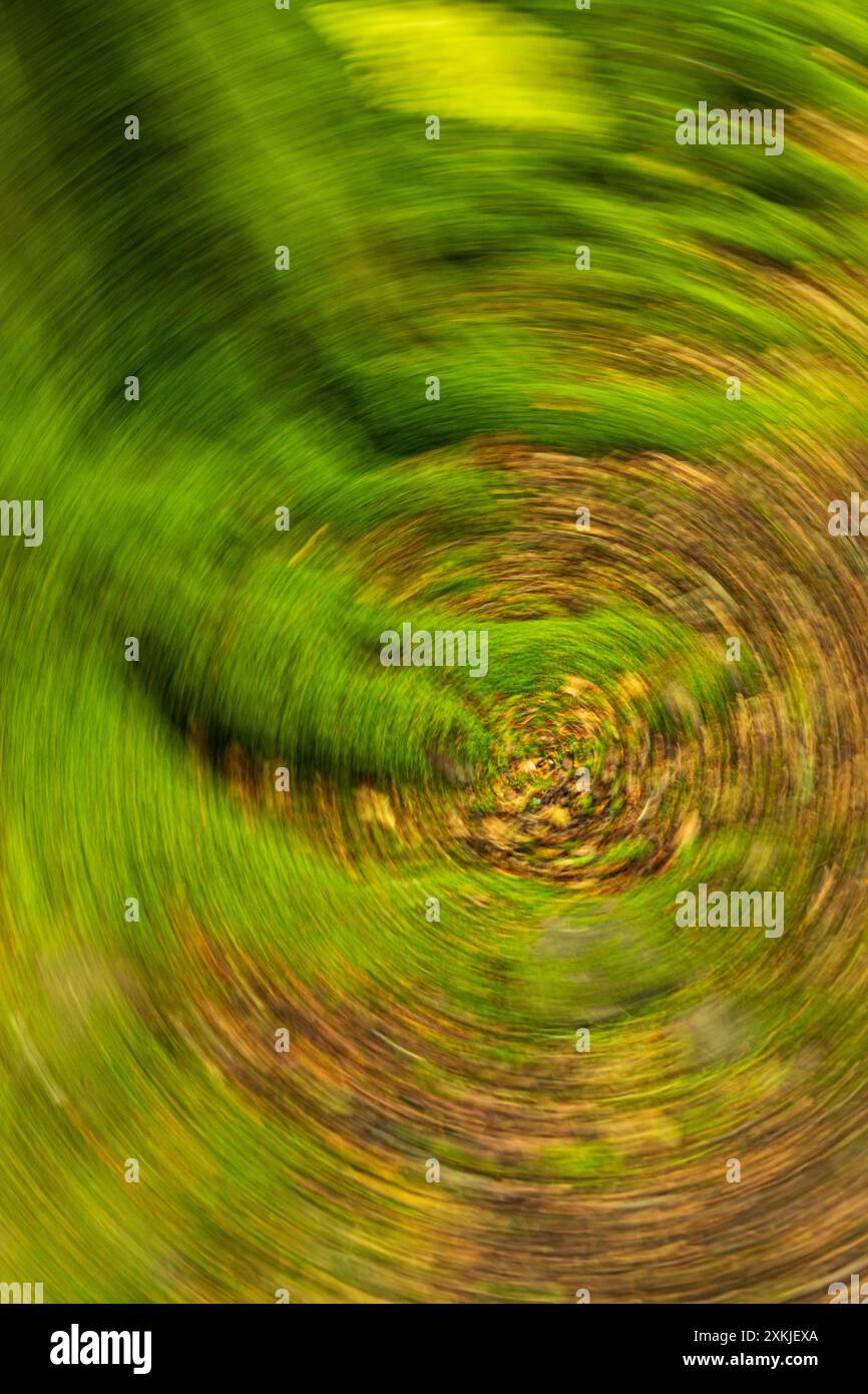 Moos- und Buchenblätter in einer Drehung Stockfoto