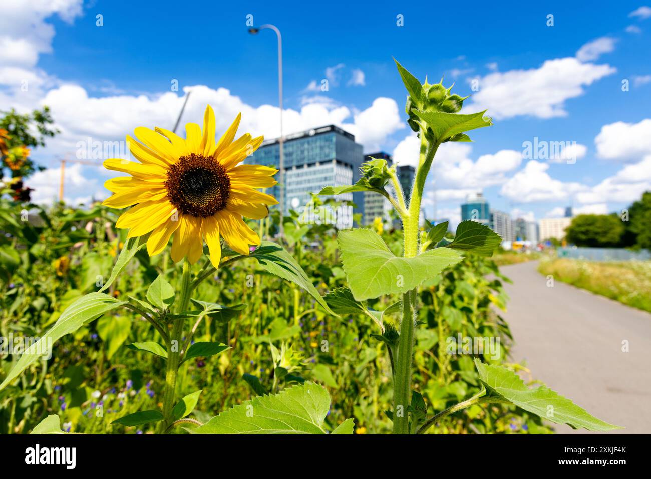 Sonnenblumen- und Wildblumenwiesen, die von einem Fußweg und Radweg in einer Stadt gepflanzt werden (Park Pięciu Sióstr, Warschau, Polen) Stockfoto
