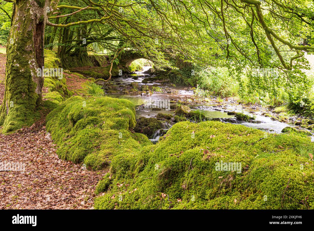 Moos wächst am Fuße von Buchen neben Weir Water im Exmoor-Nationalpark an der Robbers Bridge bei Oare, Somerset, England Stockfoto