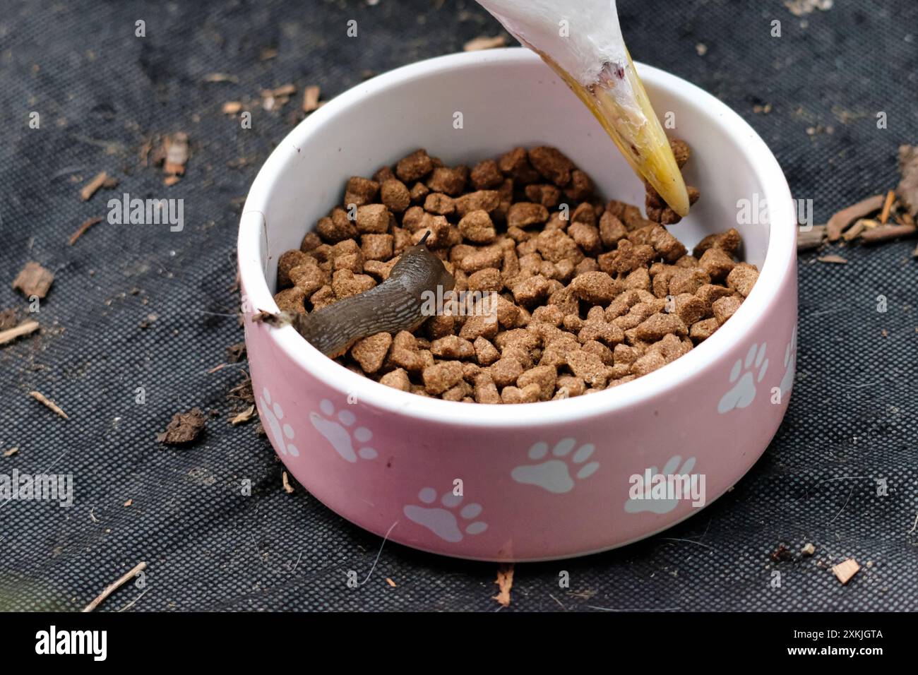 Gemeine Slug und Europäische Heringsmöwe, die beide im Garten in eine Schüssel Igelfutter stecken (die Möwe ist nicht daran interessiert, Schnecke zu essen) Stockfoto