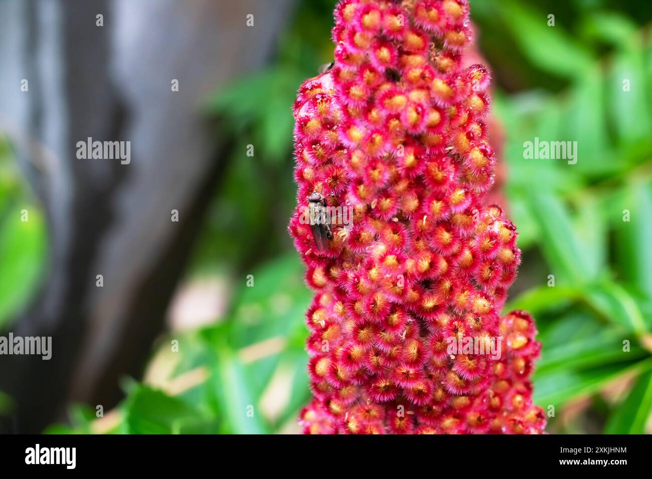 Ein kleines Insekt, bekannt als Fliege, thront auf einer leuchtend roten Blume, vermutlich auf der Suche nach Nektar oder Pollen aus der Blüte Stockfoto