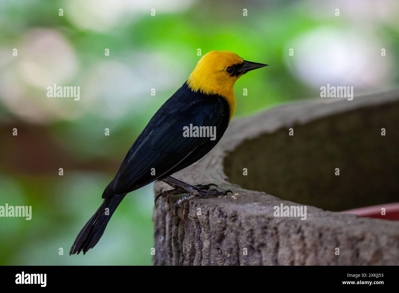 Ein Foto von einem gelbköpfigen Vogel, der auf einem Mülleimer steht Stockfoto