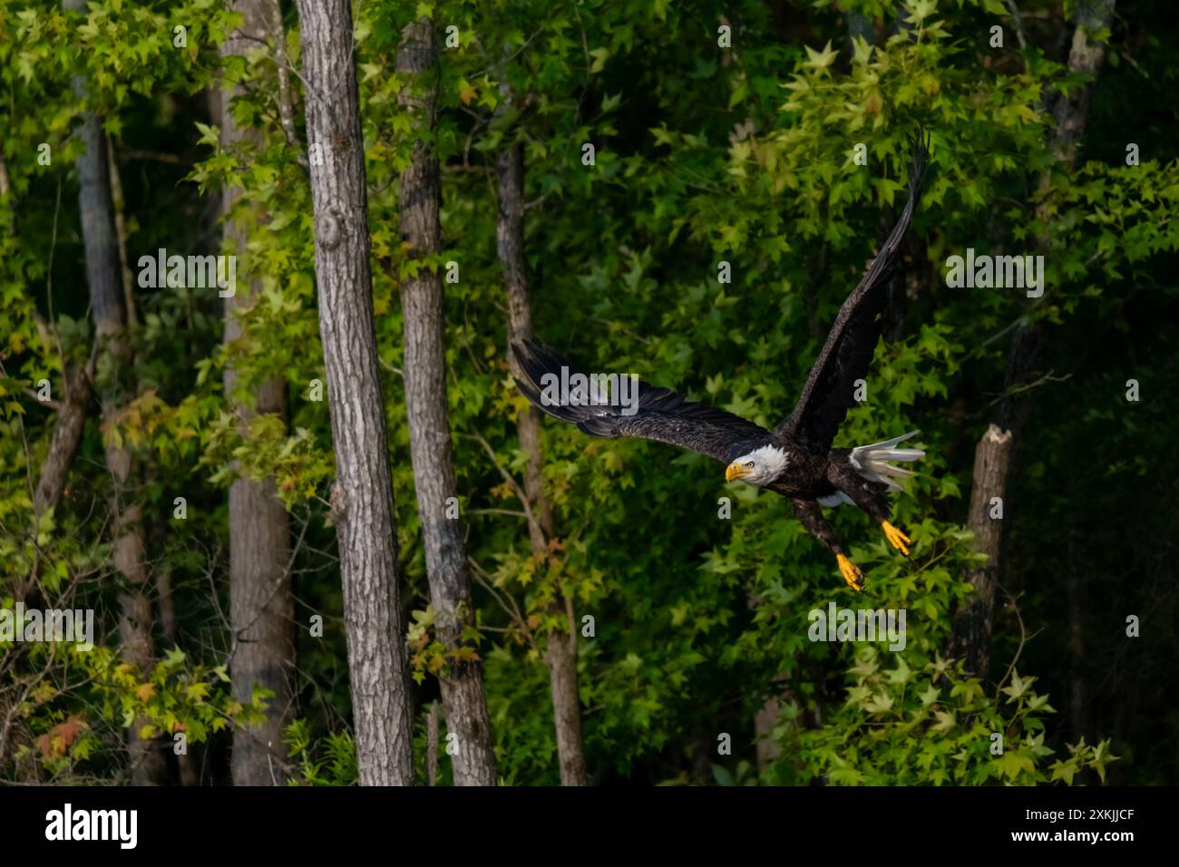 Majestätischer Erwachsener Weißkopfseeadler über Kerr Lake NC Stockfoto