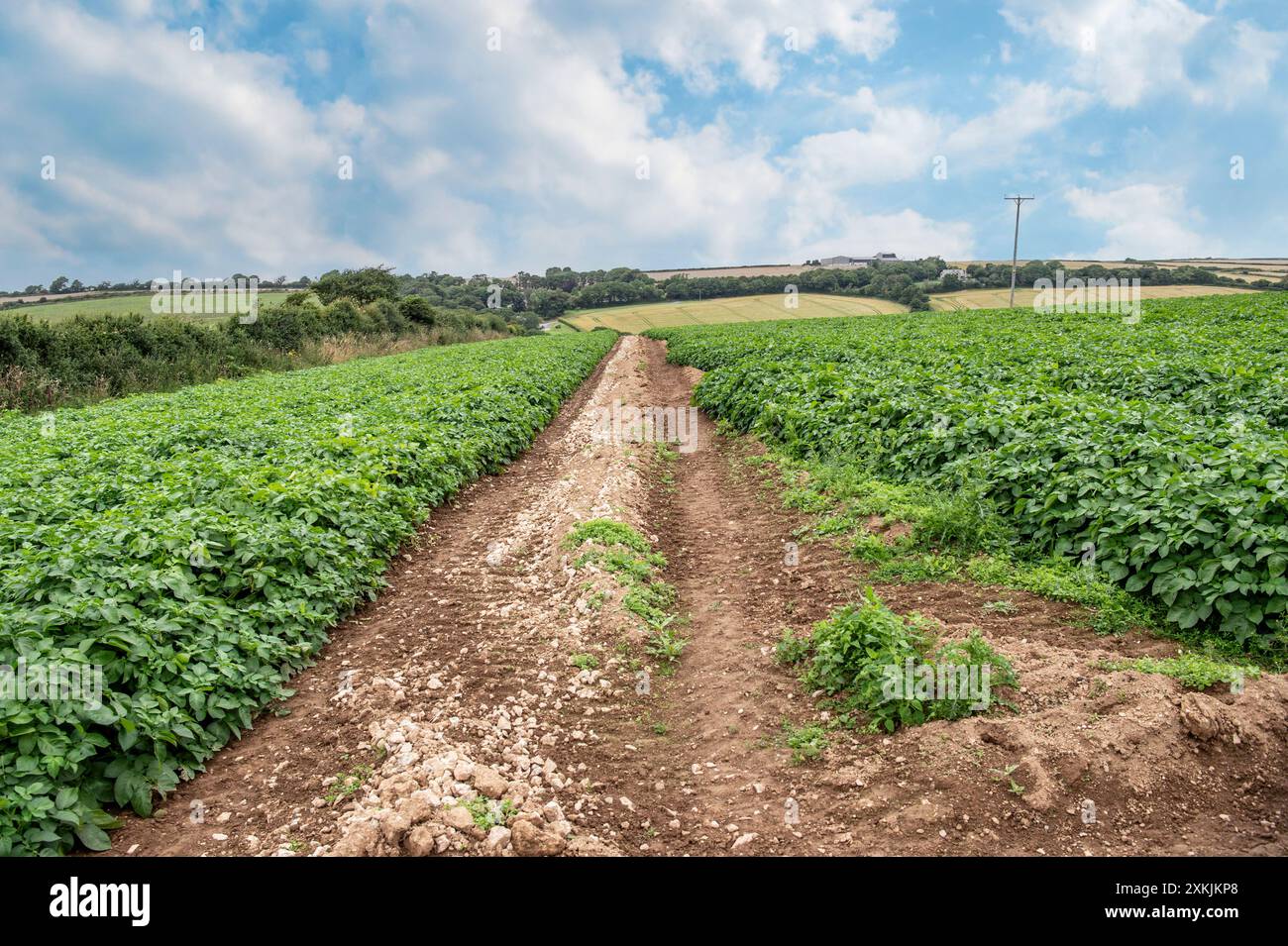 Bereich der Kartoffeln Stockfoto