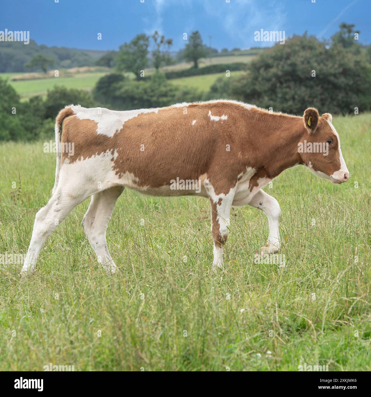 Milchkuh, die auf einem Feld läuft Stockfoto