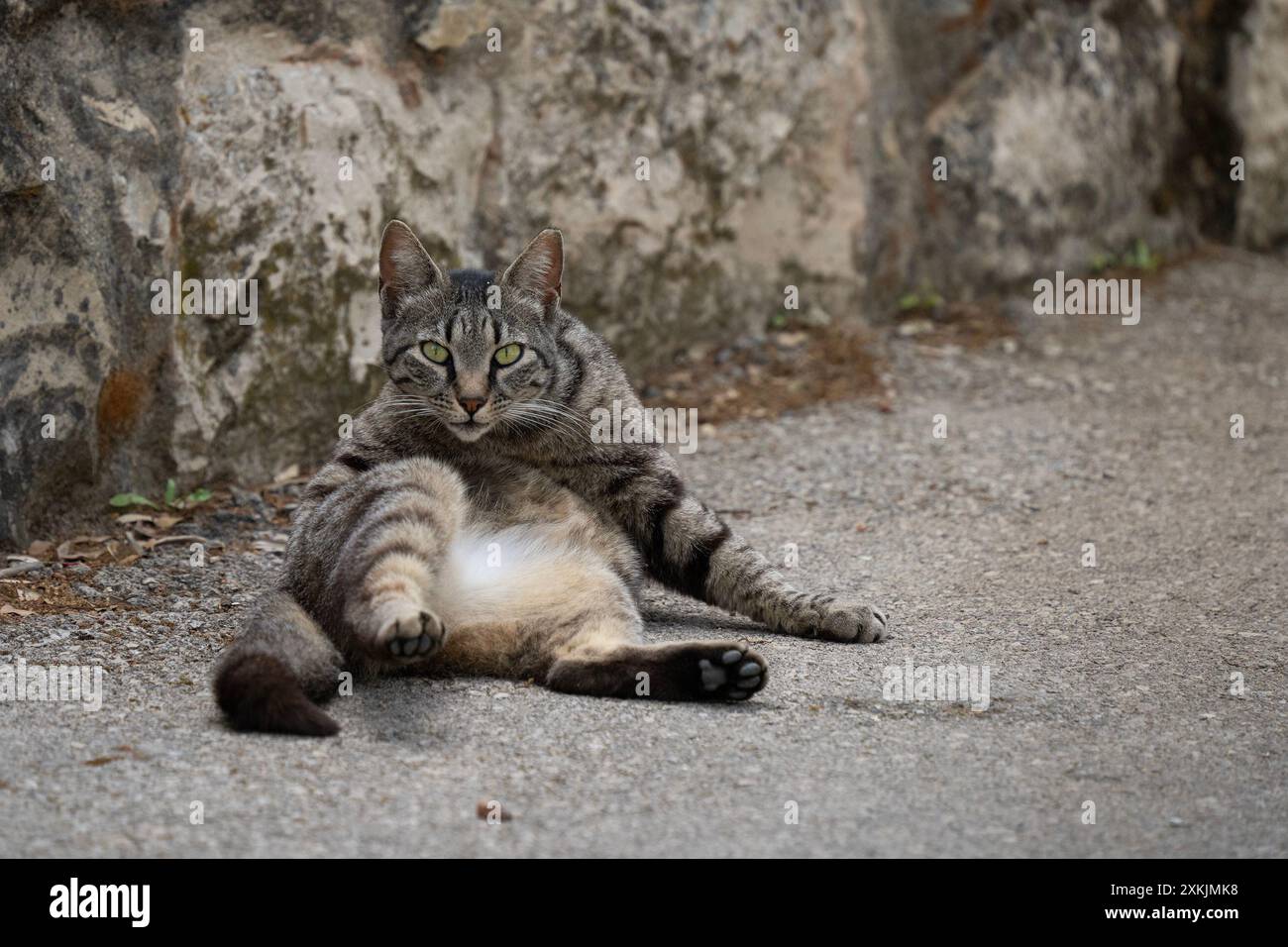Eine graue Tabbykatze, unterbrochen, während sie sich auf einer Stadtstraße sauber leckt. Stockfoto