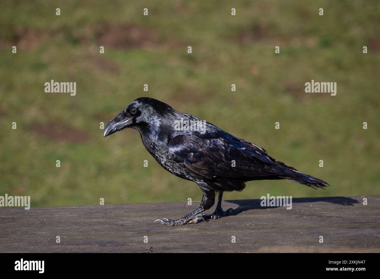 Nahaufnahme eines Raven Corvus Corax im Profil, einer massiven schwarzen Krähe mit großem schwarzen Schnabel Stockfoto