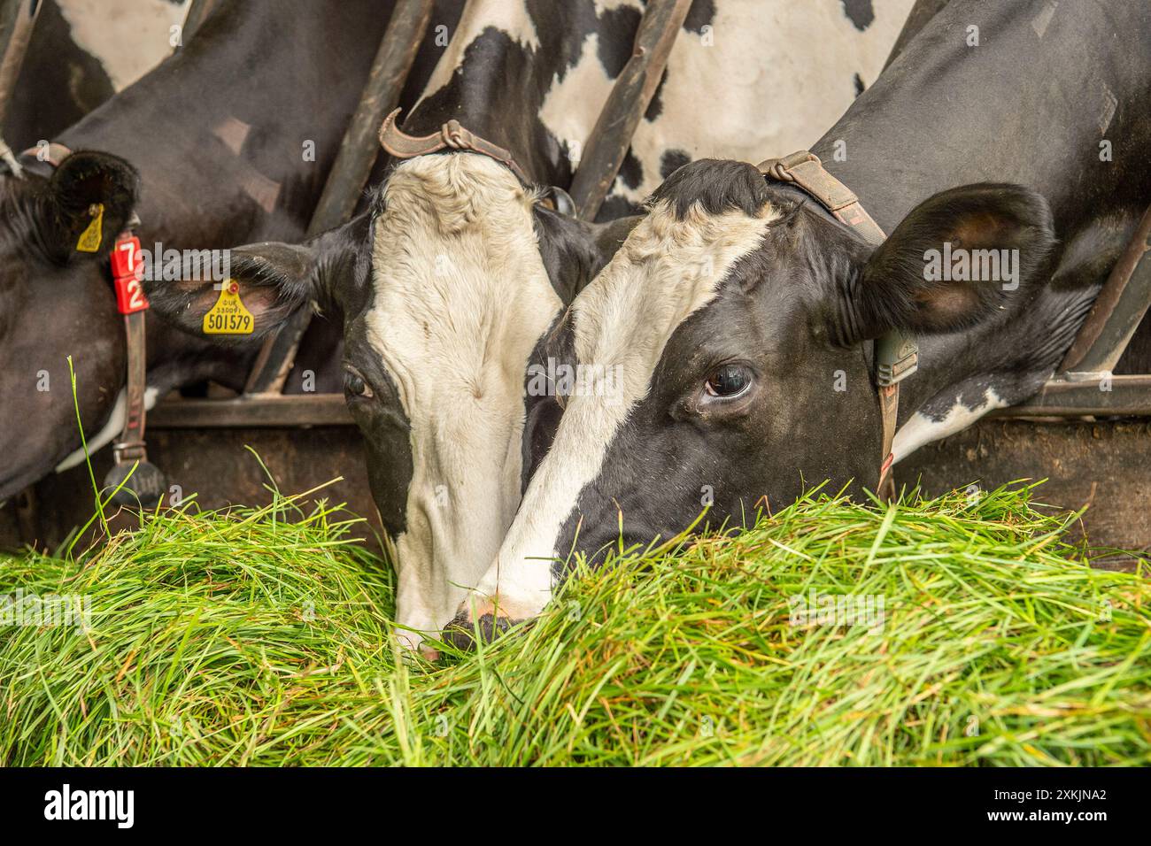 Holsteinische Kühe, keine Weide, frisches Gras essen Stockfoto