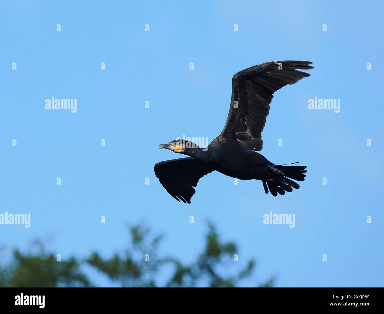 Im Spätsommer steigen die Zahlen auf dem lokalen Kormoransitz weiter. Stockfoto