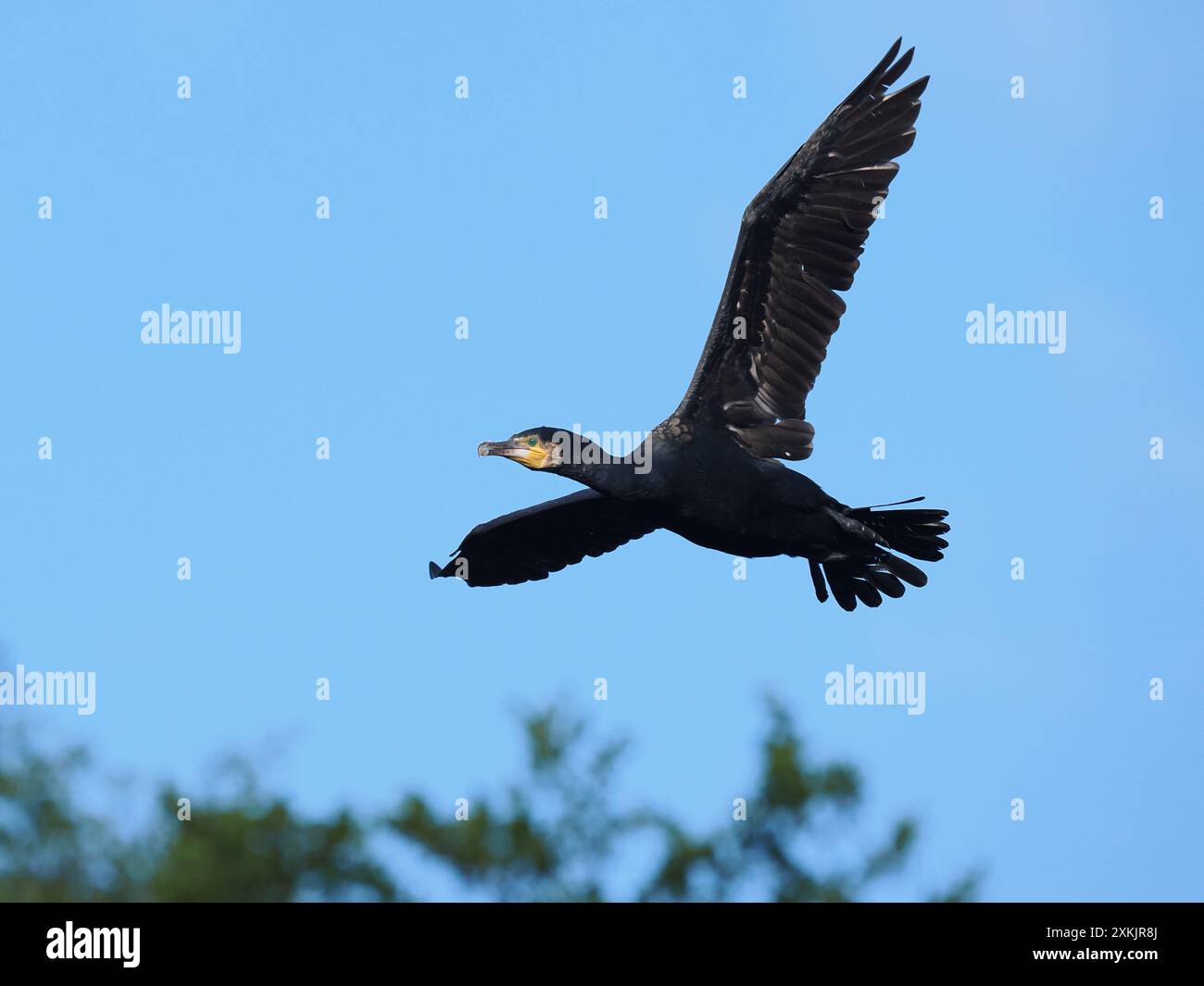 Im Spätsommer steigen die Zahlen auf dem lokalen Kormoransitz weiter. Stockfoto