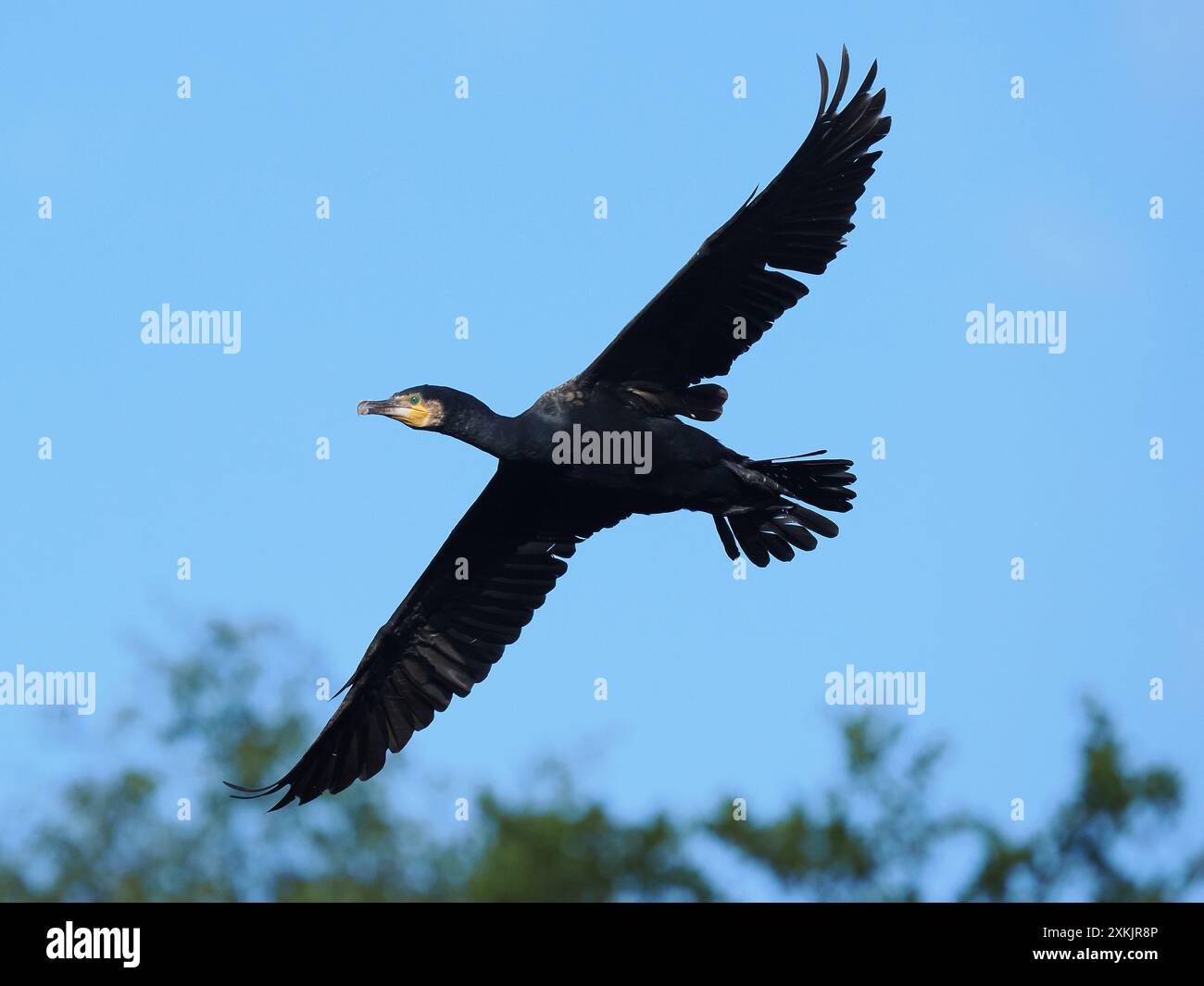Im Spätsommer steigen die Zahlen auf dem lokalen Kormoransitz weiter. Stockfoto