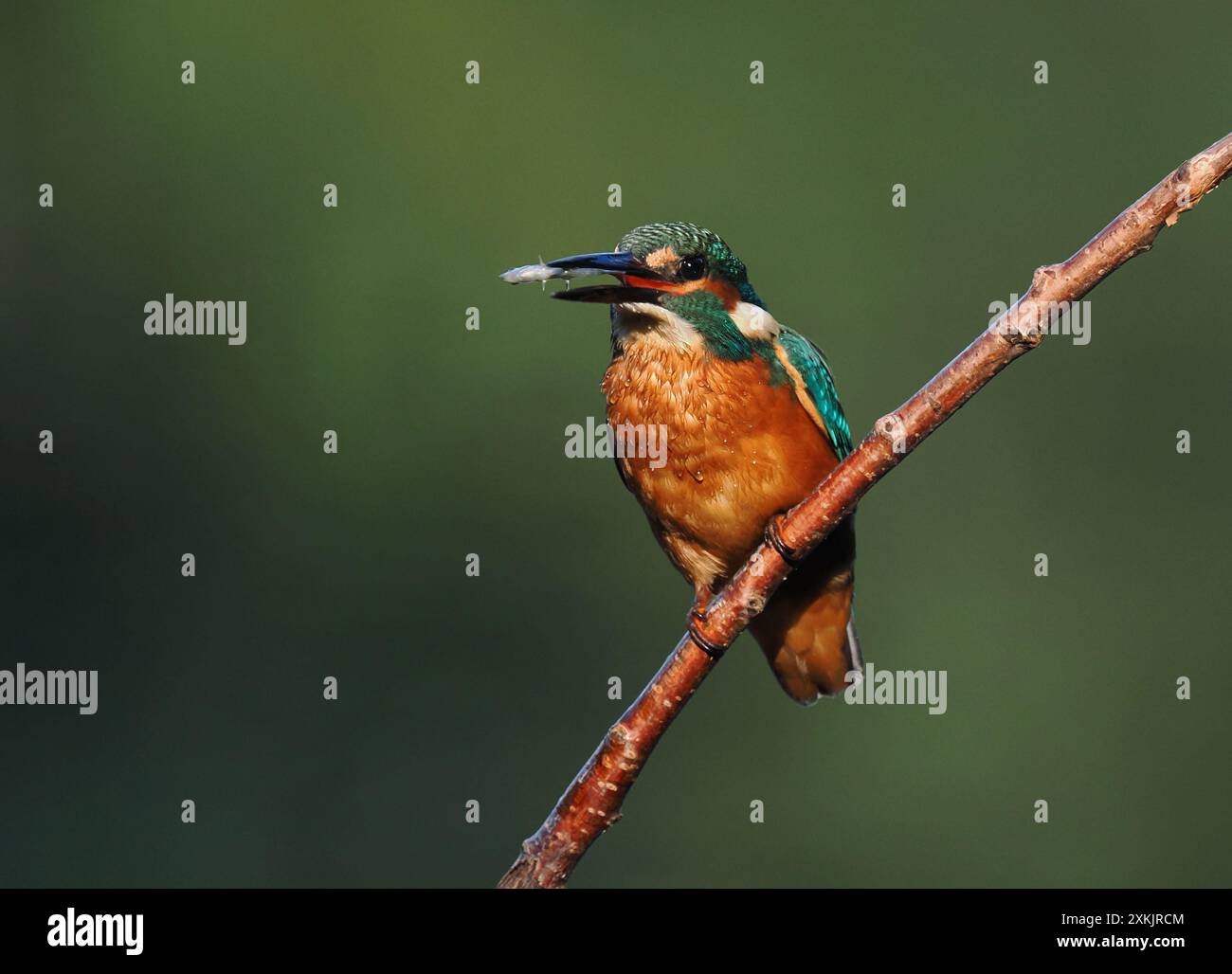 Juvenile eisvogel scheinen genetische Kenntnisse darüber zu haben, wie man Beute verzehrt, indem man sie betäubt und den Kopf zuerst schluckt, um sicherzustellen, dass die Wirbelsäule flach ist. Stockfoto