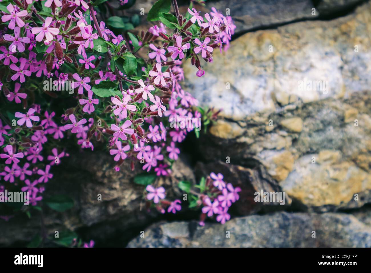Magenta-Frühlingsblumen mit Felsen im Hintergrund Stockfoto
