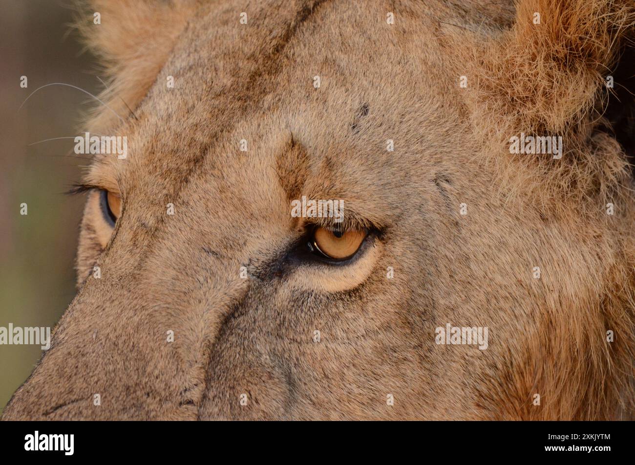 Schöner Löwe aus dem Masai Mara Nationalpark. Das ist die Mutter von zwei Löwenclubs. Diese Art von Blick ist mächtig! Stockfoto