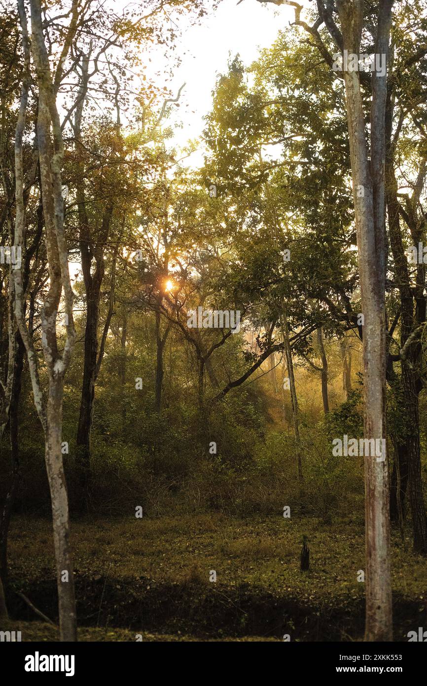 Wald im Kabini-Reservat, Indien Stockfoto