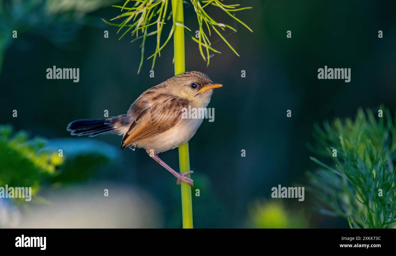 Dieses zarte Prinia (Prinia lepida) Baby hat gerade das Nest verlassen und braucht noch immer Hilfe von seinen Eltern bei der Fütterung. Stockfoto