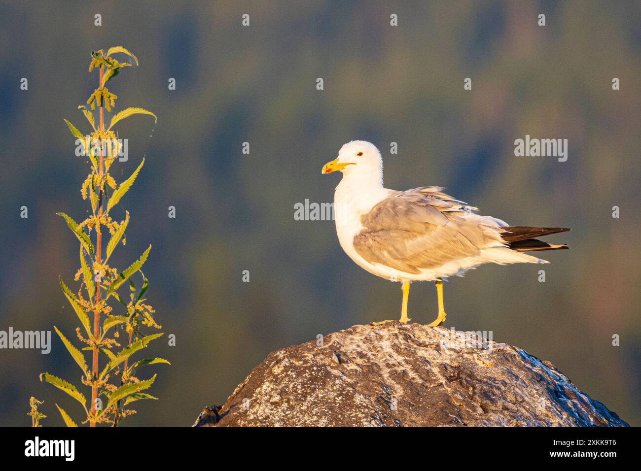 Kalifornische Möwe in Zuchtfärbung (Larus californicus) auf einem Felsen am Eagle Lake im Lassen County Kalifornien am frühen Morgen. Stockfoto
