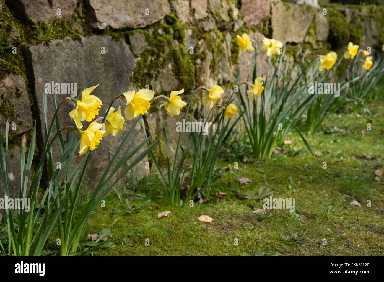 07.04.2024, Deutschland, Niedersachsen, Heidenau - gelbe Narzissen, bekannt als Narzissen, an einer Mauer in einem Dorf. 00A240407D212CAROEX.JPG [MODELLVERSION: NEIN Stockfoto