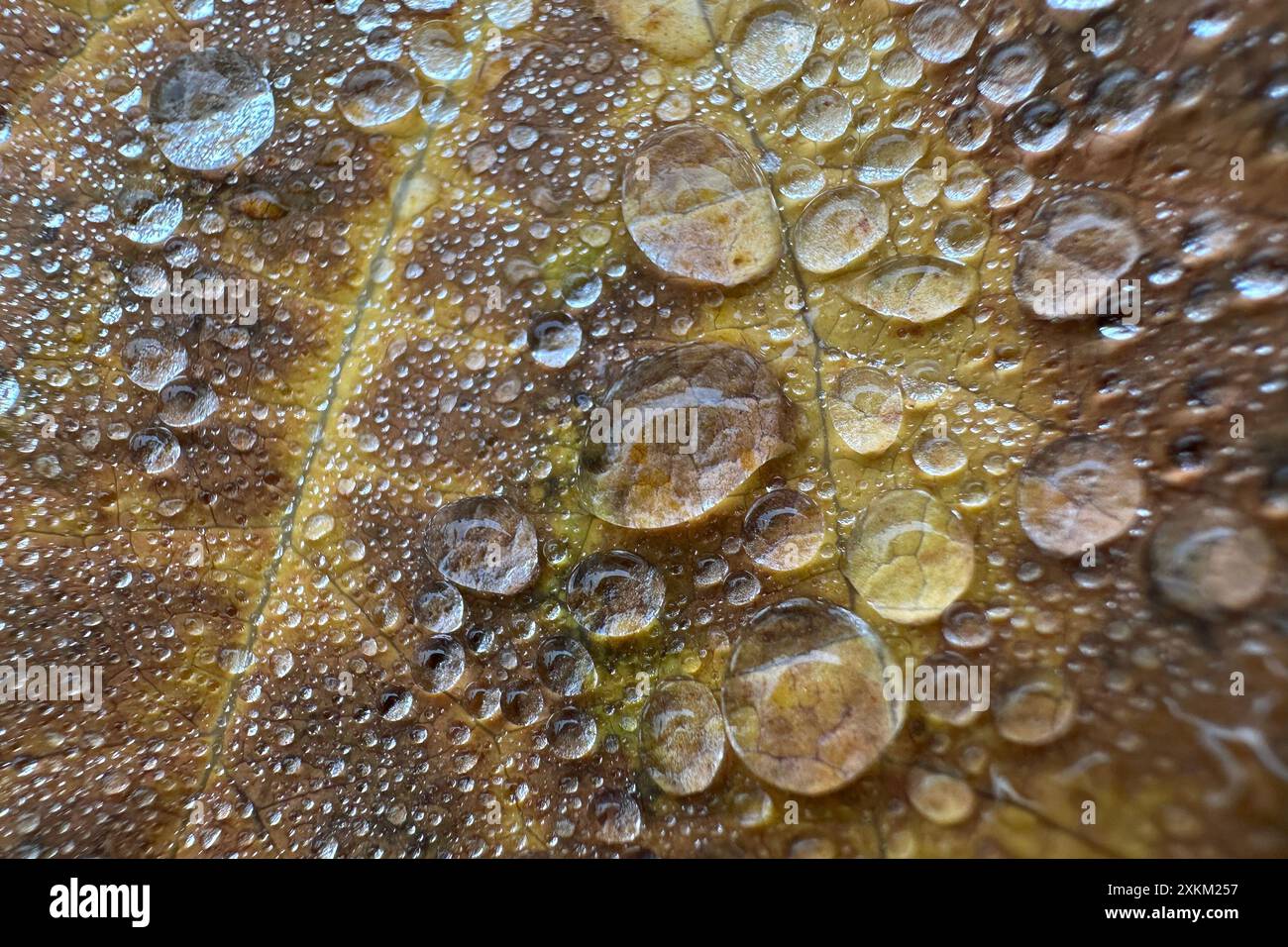 27.10.2023, Deutschland, Berlin - Wassertropfen auf einem herbstbunten Blatt. 00S231027D180CAROEX.JPG [MODELLVERSION: NICHT ZUTREFFEND, EIGENSCHAFTSFREIGABE: N Stockfoto