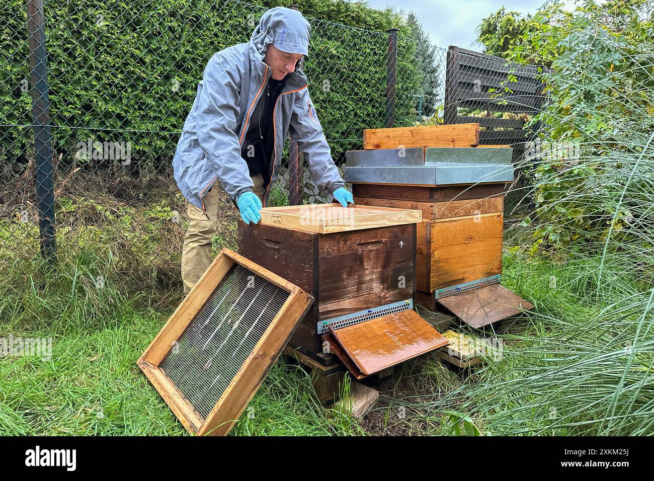 29.10.2023, Deutschland, Brandenburg, Neuenhagen - Imker arbeitet im Herbst an seinen Bienenstöcken. 00S231029D182CAROEX.JPG [MODELLVERSION: JA, EIGENSCHAFTSVERSION Stockfoto