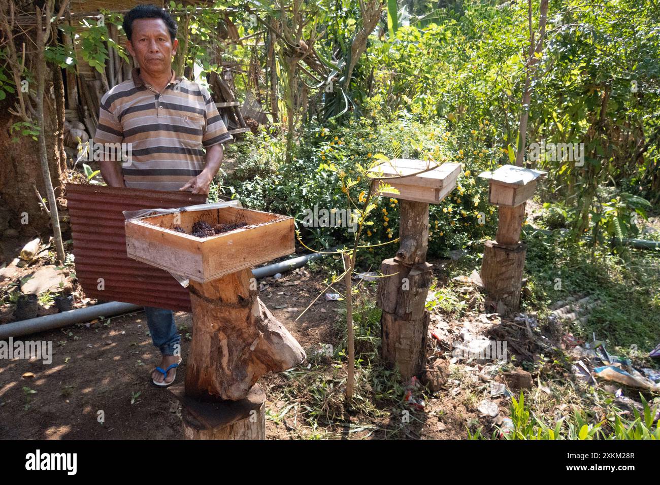 05.11.2023, Indonesien, Lombok, Keroya - Imker hat die Honigkammer einer Bienenkolonie eröffnet. 00S231105D231CAROEX.JPG [MODELLVERSION: NEIN, EIGENSCHAFT R Stockfoto