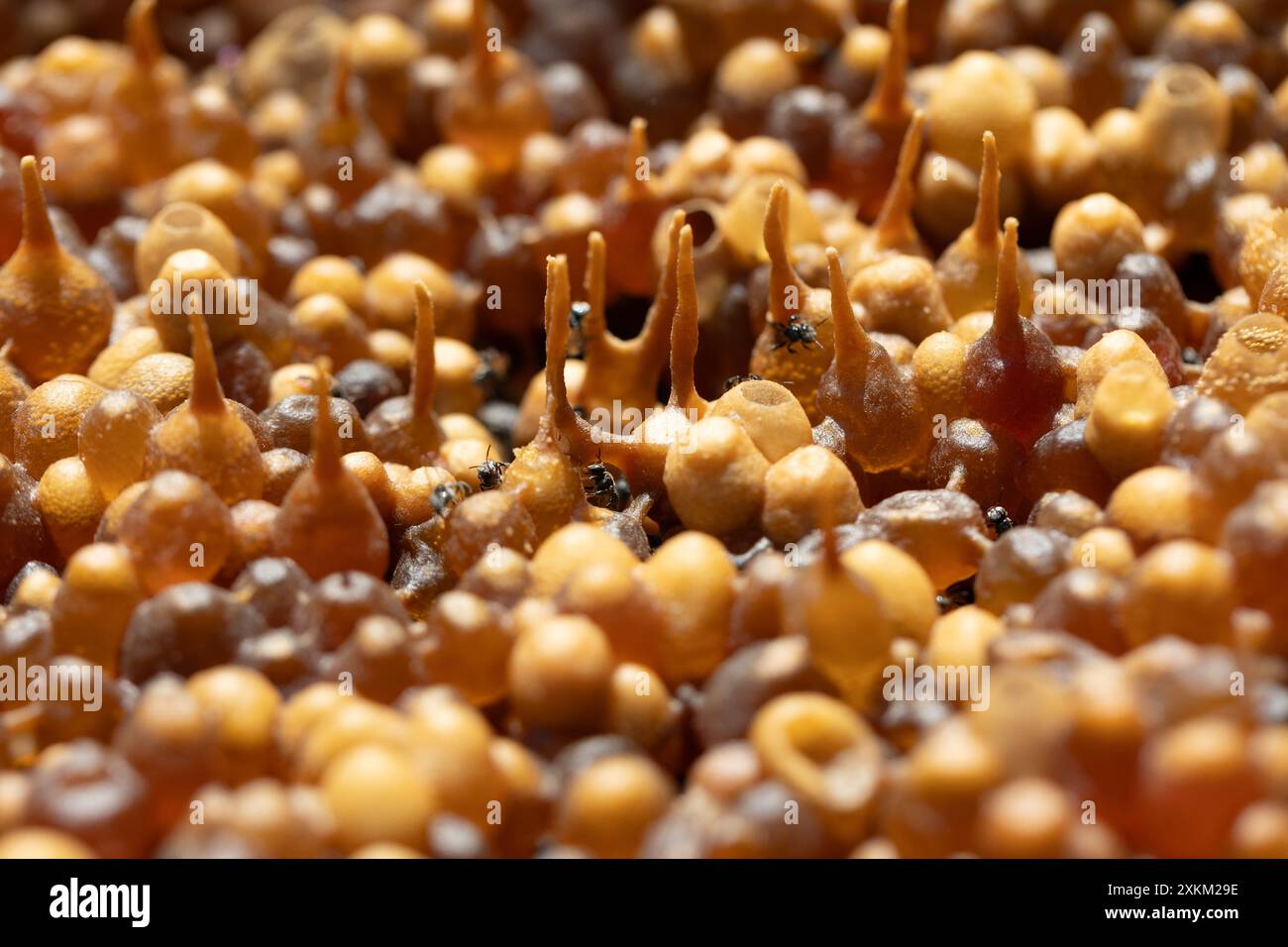 05.11.2023, Indonesien, Lombok, Keroya - Honigtöpfe der stachellosen Bienenart Austroplebeia australis. 00S231105D241CAROEX.JPG [MODELLVERSION: KEIN A Stockfoto