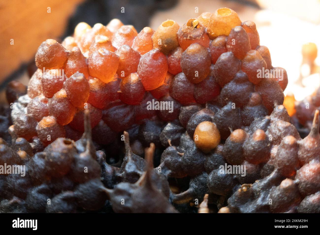 05.11.2023, Indonesien, Lombok, Keroya - Honiggläser der stinklosen Bienenart Austroplebeia australis. 00S231105D230CAROEX.JPG [MODELLVERSION: NEIN, P Stockfoto