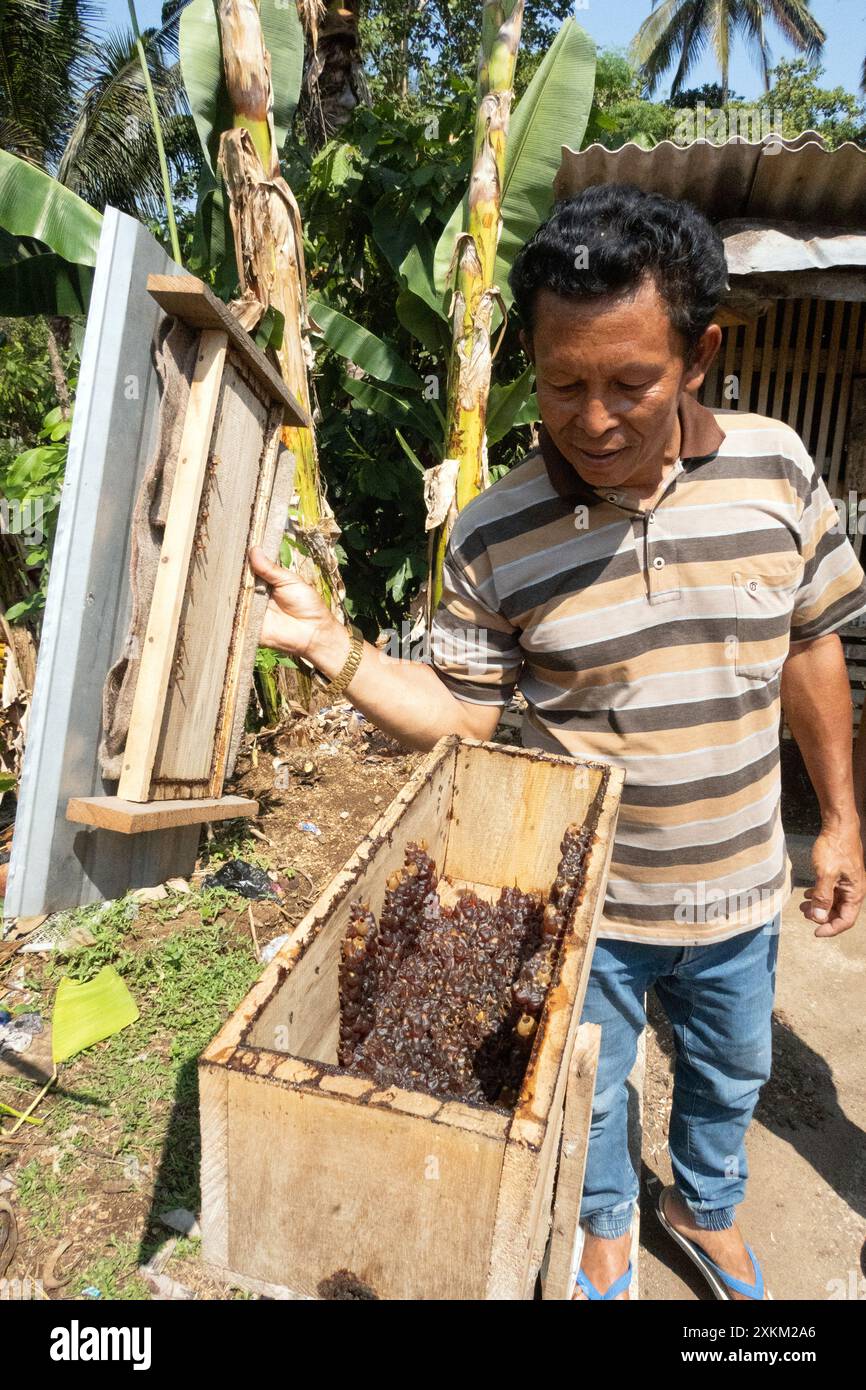 05.11.2023, Indonesien, Lombok, Keroya - Imker schaut in die Honigkammer einer Bienenkolonie. 00S231105D255CAROEX.JPG [MODELLVERSION: NEIN, EIGENSCHAFT R Stockfoto