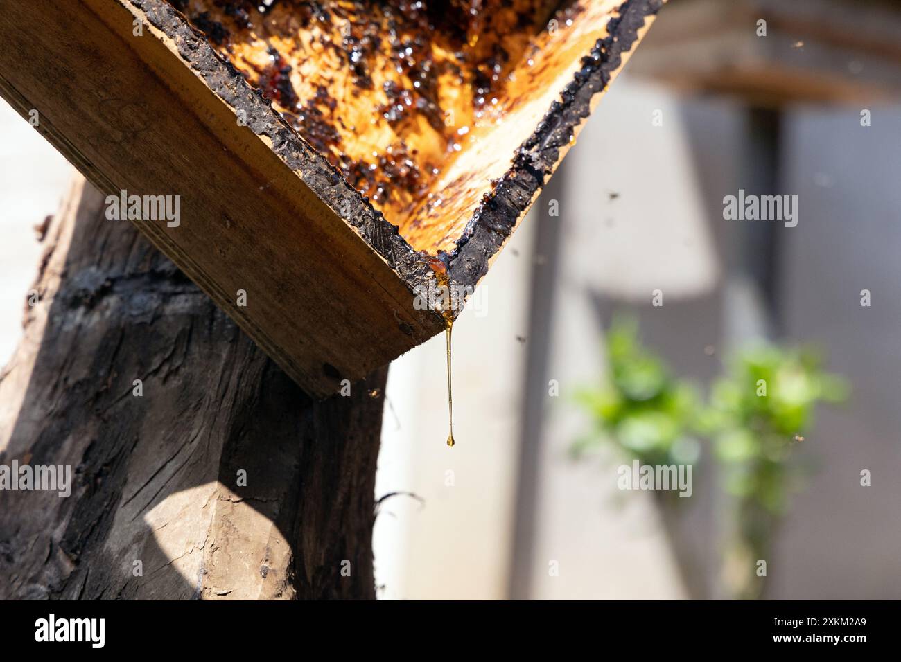 05.11.2023, Indonesien, Lombok, Keroya - Honig fließt aus der Honigkammer eines Bienenstocks. 00S231105D285CAROEX.JPG [MODELLVERSION: NICHT ZUTREFFEND, PRO Stockfoto