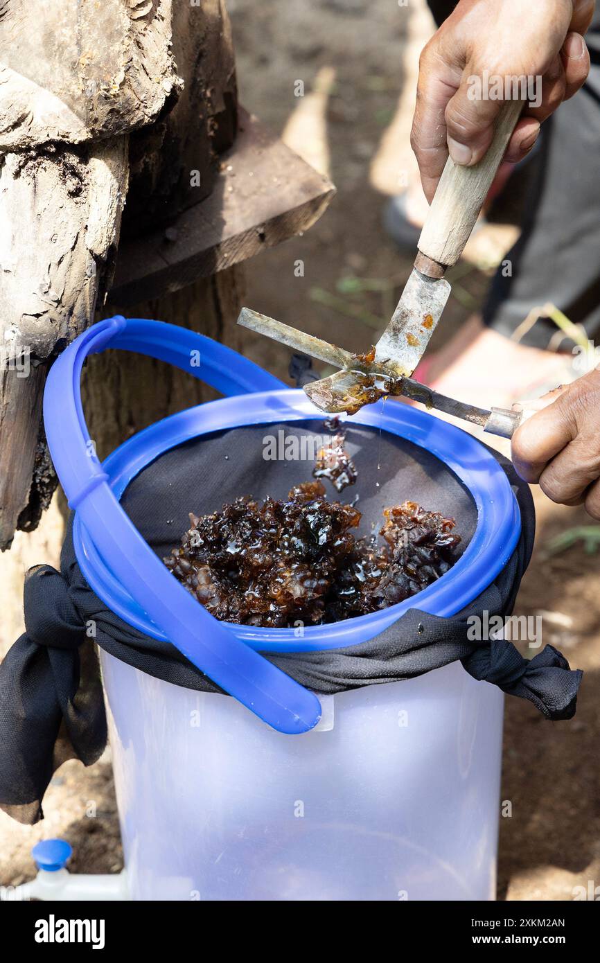 05.11.2023, Indonesien, Lombok, Keroya - Honigtöpfe der stinklosen Bienenart Austroplebeia australis werden in ein Sieb gelegt. 00S231105D282CAROEX.JPG Stockfoto