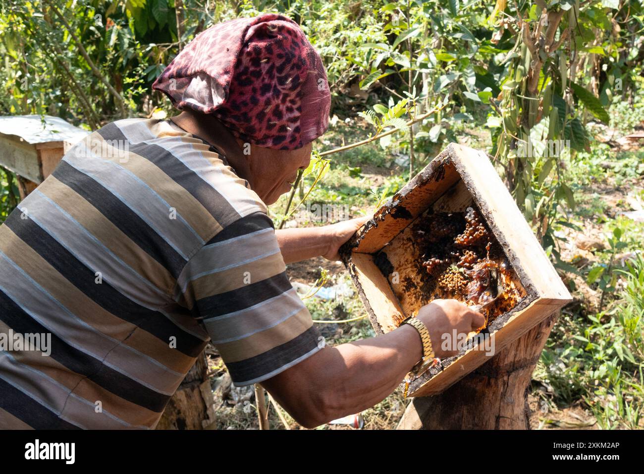 05.11.2023, Indonesien, Lombok, Keroya - Imker erntet Honig aus einer Bienenkolonie. 00S231105D272CAROEX.JPG [MODELLVERSION: NEIN, EIGENSCHAFTSFREIGABE: NEIN ( Stockfoto