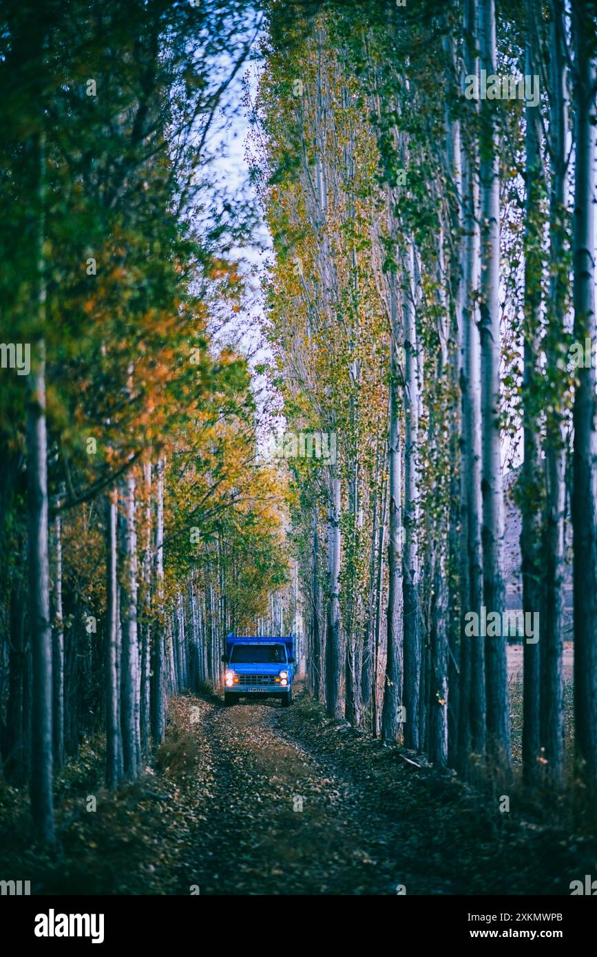 [Blue Nissan]‍‍‍ ging durch die Bäume Stockfoto