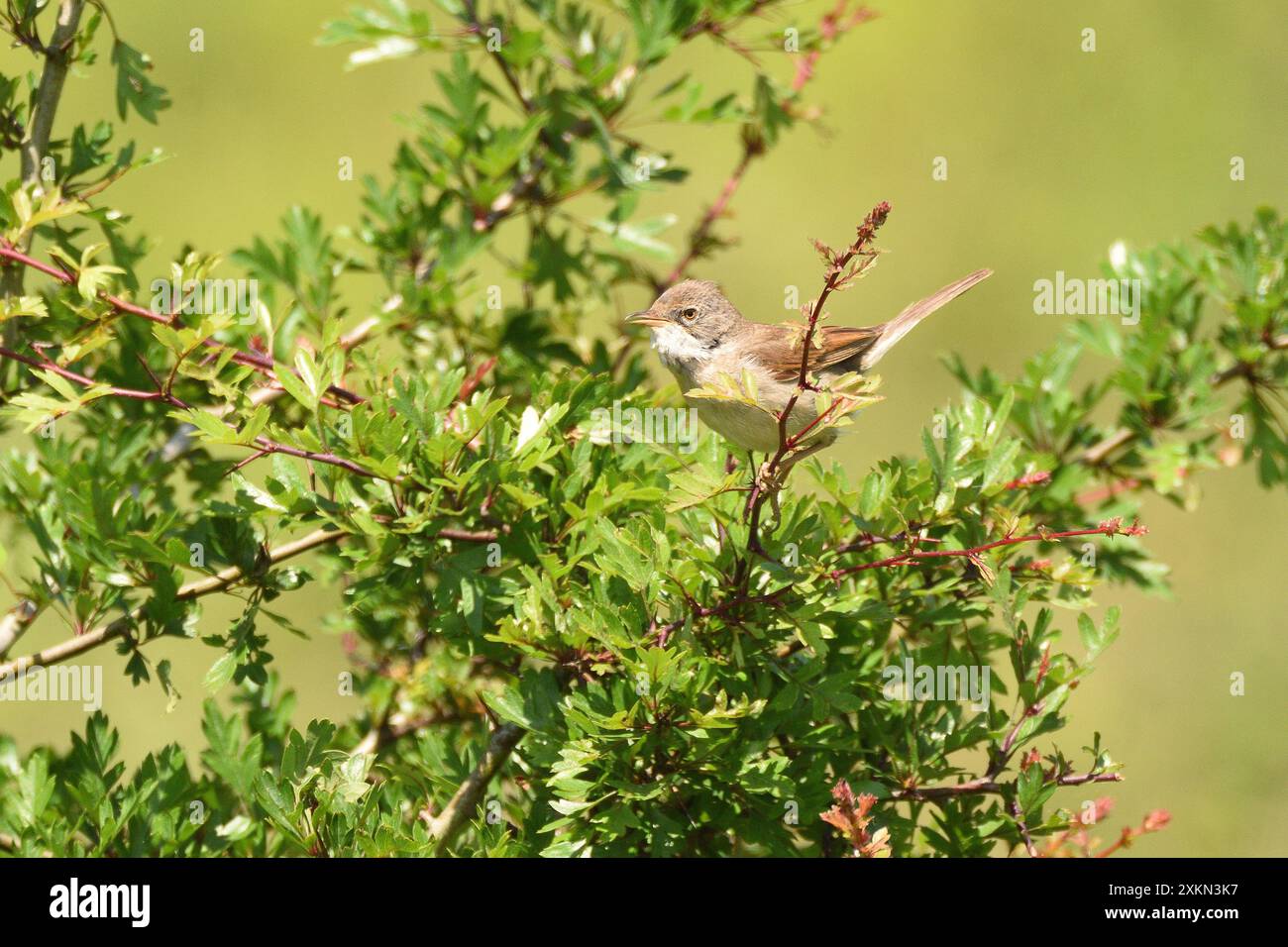 Gemeiner Weissdornmännchen, der auf einem Weißdornstrauch sitzt und im Frühling nach einem Gefährten ruft. Buckinghamshire, England, Vereinigtes Königreich. Stockfoto