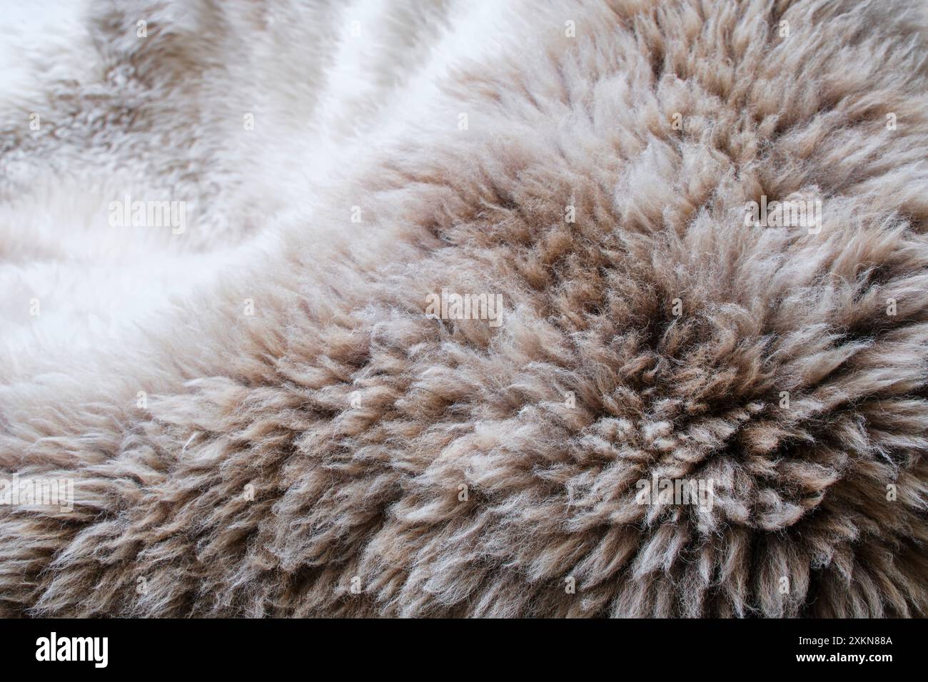 Hintergrund eines weichen warmen Schafpelzes in weiß und braun oder beige. Nahaufnahme der Wollschaf-Vlies-Hautstruktur. Draufsicht. Stockfoto