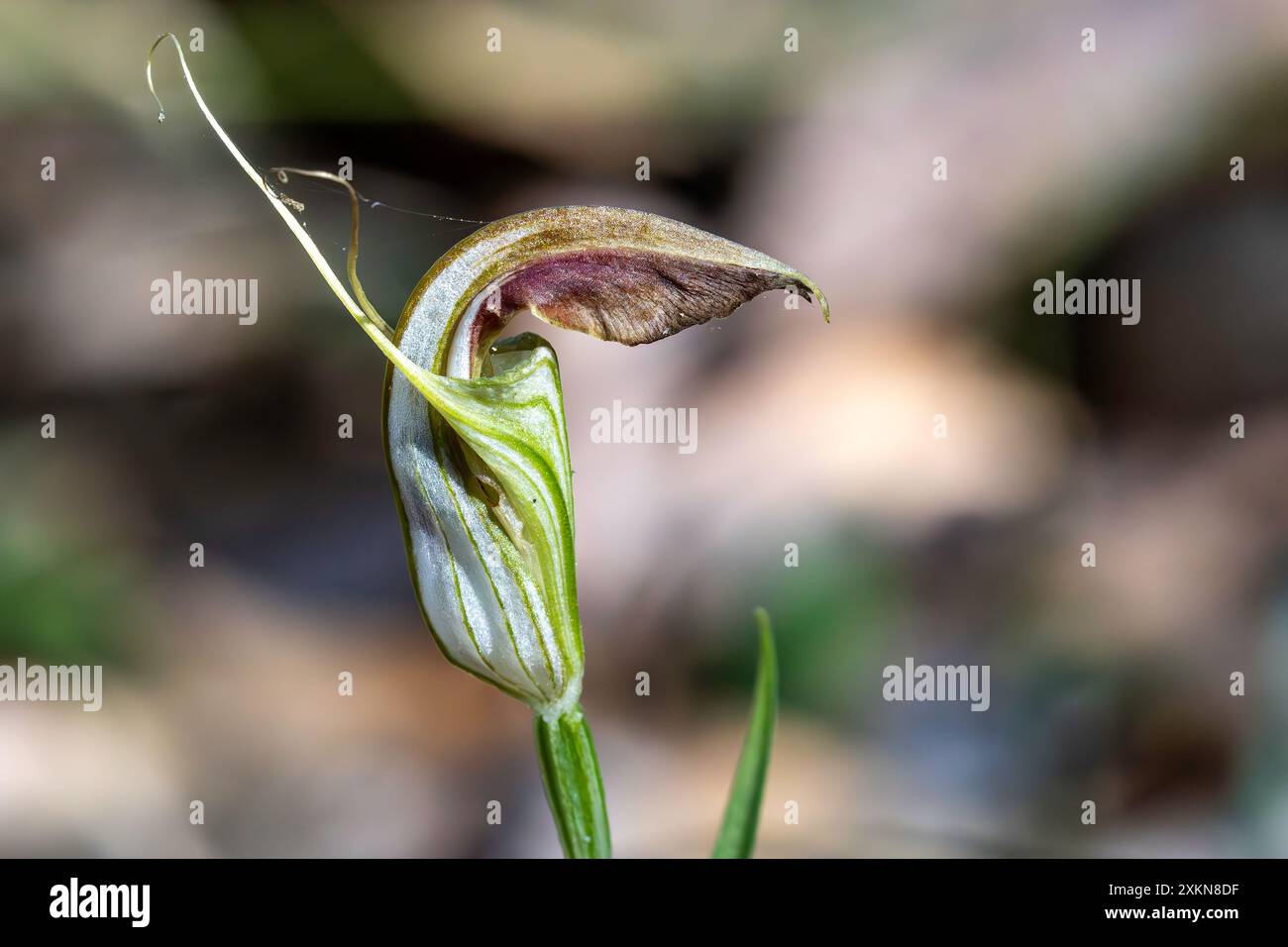 Cobra Greenhood Orchidee in Blume Stockfoto